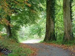 De weg naar het bos.